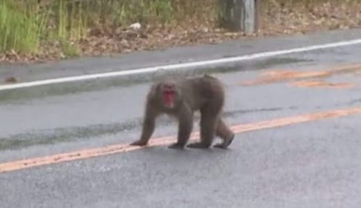 野生の猿が静岡県牧之原市新庄で出没！原因と対策は？