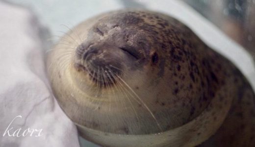 丸すぎるアザラシについてなぜ？と話題。どこの水族館？重さは？