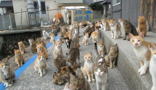 愛媛・大洲市青島「猫の楽園」で１００匹に去勢・不妊手術に賛否両論